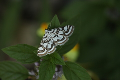 Nymphula nitidulata