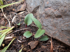 Drimiopsis burkei