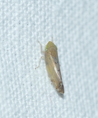 Synophropsis lauri