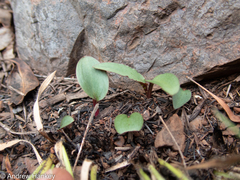 Drimiopsis burkei