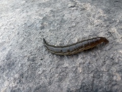 Cybister lateralimarginalis