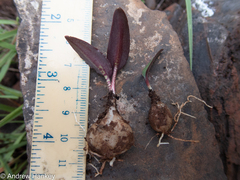 Drimiopsis burkei