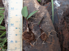 Drimiopsis burkei