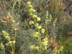Crassula cultrata
