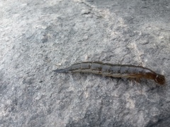 Cybister lateralimarginalis