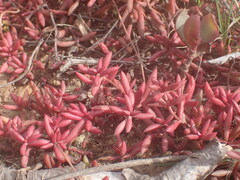 Crassula pubescens