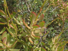 Crassula cultrata