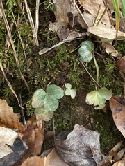 Hepatica americana