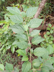 Dalechampia capensis