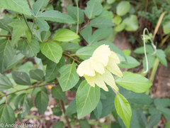Dalechampia capensis