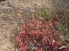 Crassula pubescens