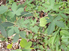 Dalechampia capensis