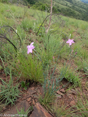 Dianthus zeyheri