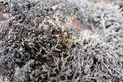 Stereocaulon vulcani