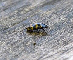 Iphiclus abdominalis