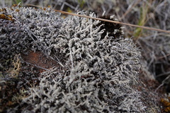 Stereocaulon vulcani