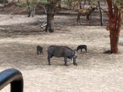 Phacochoerus africanus