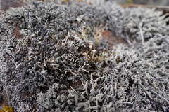 Stereocaulon vulcani