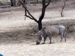 Phacochoerus africanus