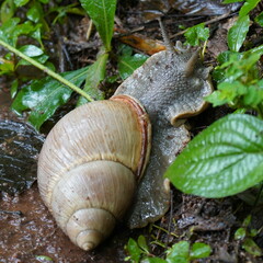 Megalobulimus