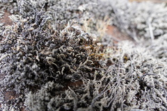 Stereocaulon vulcani