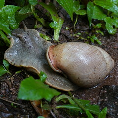 Megalobulimus