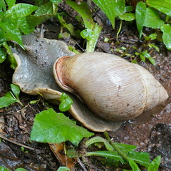 Megalobulimus