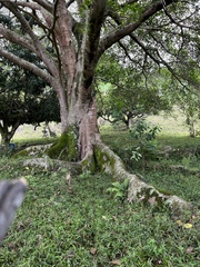 Ficus insipida