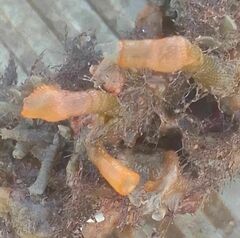 Schizoporella errata