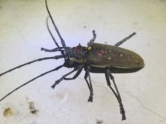 Batocera rufomaculata