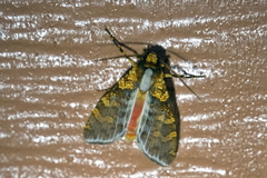 Graphea pseudomarmorea