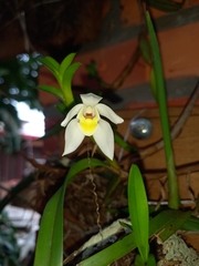 Maxillaria lutescens