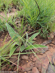 Helichrysum nudifolium