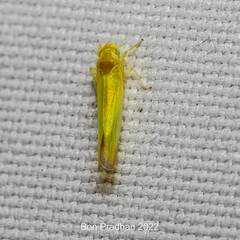 Cicadellidae