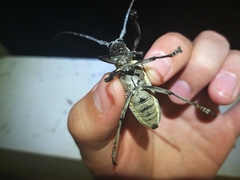 Batocera rufomaculata