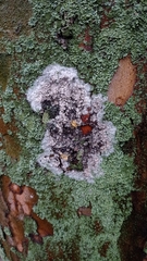 Athelia arachnoidea