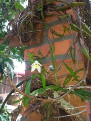 Maxillaria lutescens
