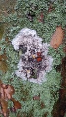 Athelia arachnoidea