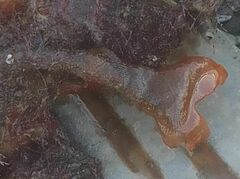 Schizoporella errata