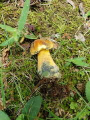 Neoboletus xanthopus