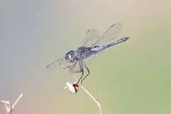 Urothemis edwardsii
