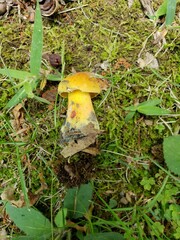 Neoboletus xanthopus