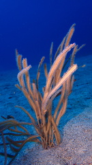 Pterogorgia