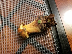 Neoboletus xanthopus