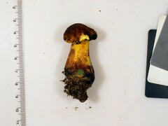 Neoboletus xanthopus