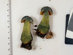 Neoboletus xanthopus