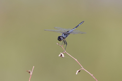 Urothemis edwardsii
