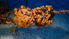 Aplousobranchia