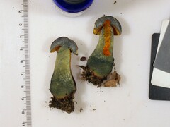Neoboletus xanthopus