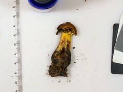 Neoboletus xanthopus